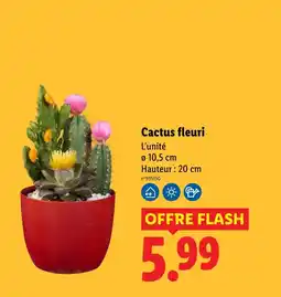 Lidl Cactus fleuri offre
