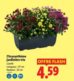 Lidl Chrysanthème jardinière trio offre