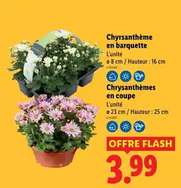 Lidl Chrysanthème en barquette offre