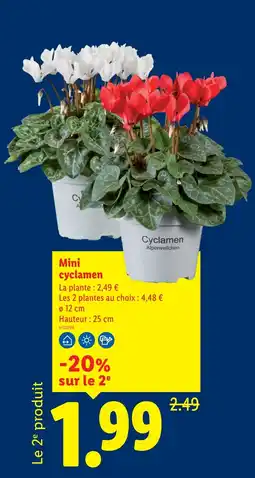 Lidl Cyclamen Mini cyclamen offre