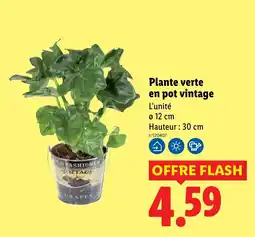 Lidl Plante verte en pot vintage offre
