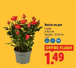 Lidl Rosier en pot offre