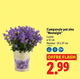 Lidl Campanule pot zinc "Nostalgie" offre
