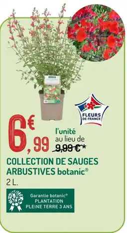 Botanic Collection de sauges arbustives offre