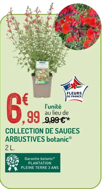 Collection de sauges arbustives