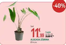 Botanic Alocasia Zébrina offre
