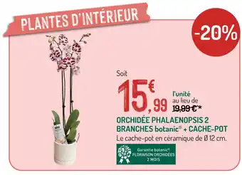 ORCHIDÉE PHALAENOPSIS 2 BRANCHES