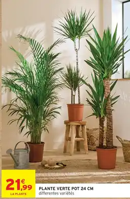 Intermarché Hyper Plante verte pot 24 cm offre