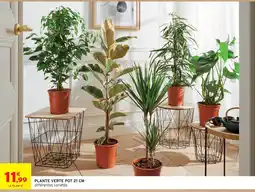 Intermarché Hyper Plante verte pot 21 cm offre