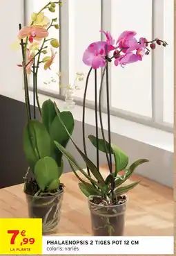 Intermarché Hyper Phalaenopsis 2 tiges offre