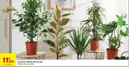Intermarché Plante verte pot 24 cm offre