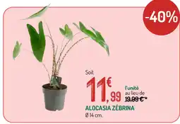 Botanic Alocasia zebrina offre
