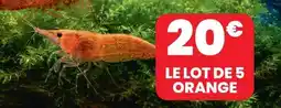 Animalis Le lot de 5 orange offre