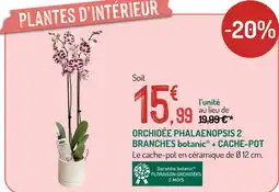 Botanic Botanic orchidée phalaenopsis 2 branches + cache-pot offre