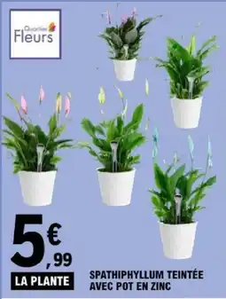 E.Leclerc Quartier Fleurs Spathiphyllum Teintée offre