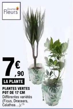 E.Leclerc Fleurs PLANTE VERTES offre