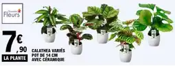 E.Leclerc Quartier Fleurs CALATHEA VARIÉS offre