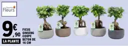 E.Leclerc Ficus Ginseng offre