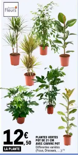 E.Leclerc Quartier Fleurs PLANTES VERTES offre