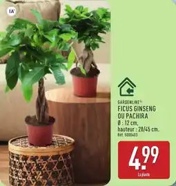 ALDI GARDENLINE FICUS GINSENG OU PACHIRA offre