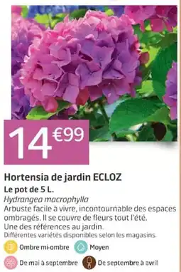 Jardiland ECLOZ Hortensia de jardin offre