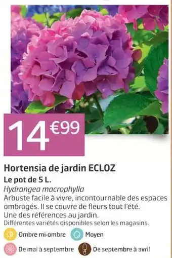 ECLOZ Hortensia de jardin