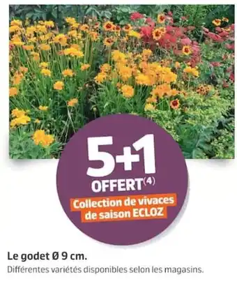 ECLOZ Collection de vivaces