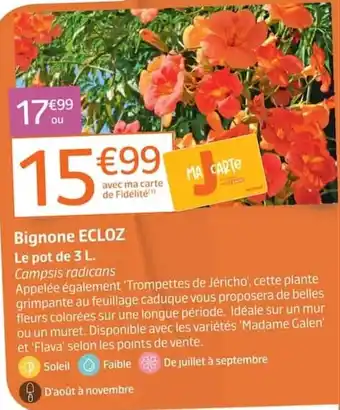 Bignone ECLOZ