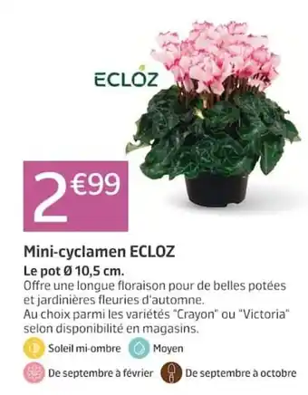 ECLOZ Mini-cyclamen