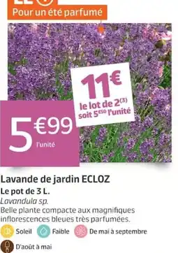 Jardiland ECLOZ Lavande de jardin offre