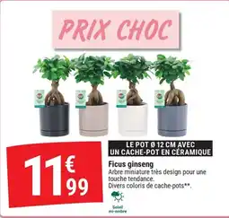 Gamm vert Ficus ginseng offre