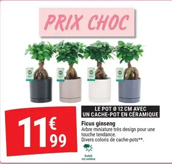 Ficus ginseng