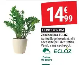 Gamm vert ECLOZ Zamioculcas offre