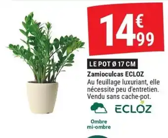 ECLOZ Zamioculcas