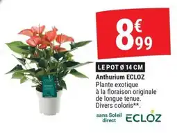 Gamm vert ECLOZ Anthurium offre