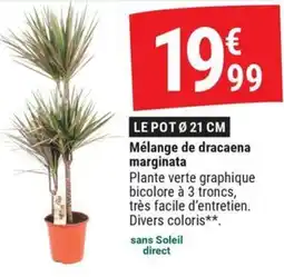 Gamm vert Mélange de dracaena marginata offre