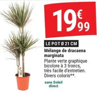 Mélange de dracaena marginata