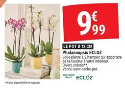 Gamm vert Ecloz phalaenopsis offre