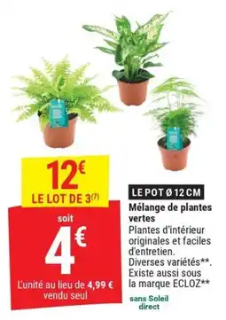 Gamm vert Mélange de plantes vertes offre