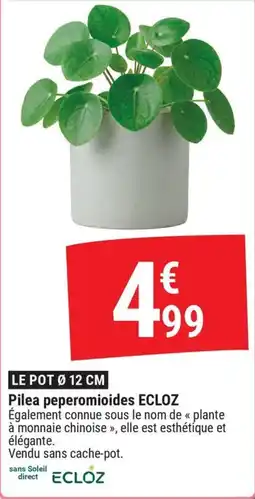 Gamm vert ECLOZ Pilea peperomioides offre