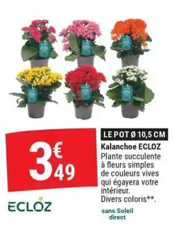 Gamm vert ECLOZ Kalanchoe offre