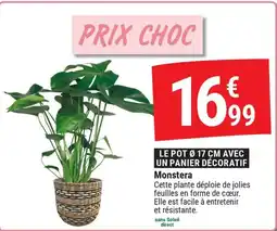 Gamm vert Monstera offre