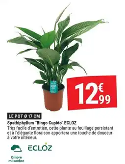 Gamm vert ECLOZ Spathiphyllum "Bingo Cupido" offre
