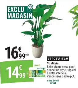 Gamm vert Strelitzia offre