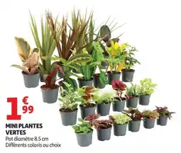 Auchan MINI PLANTES VERTES offre