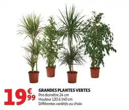 Auchan GRANDES PLANTES VERTES offre