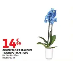 Auchan OCHIDÉE BLEUE offre