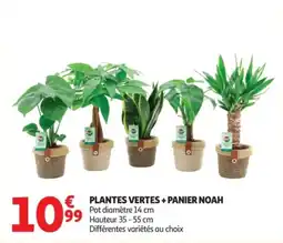 Auchan PLANTES VERTES + PANIER NOAH offre
