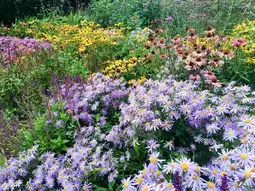 Jardiland Ecloz collection de vivaces fleuries ecloz offre