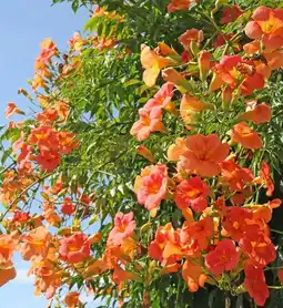 Jardiland Ecloz bignone ecloz offre